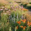Native garden with echinacea pallida,Pale coneflower, Liatris pycnostachya,Prairie blazing star, Veronicastrum virginicum – Culver’s root, Schizachyrium scoparium, Little bluestem, Sporobolus heterolepis, Prairie dropseed, Asclepias tuberosa, Butterfly milkweed