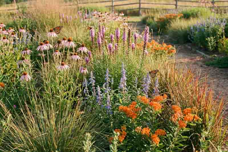 Native garden with echinacea pallida,Pale coneflower, Liatris pycnostachya,Prairie blazing star, Veronicastrum virginicum – Culver’s root, Schizachyrium scoparium, Little bluestem, Sporobolus heterolepis, Prairie dropseed, Asclepias tuberosa, Butterfly milkweed
