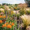 native garden, prairie garden, milkweed, asclepias, hyssop, agastache, stipa, switchgrass