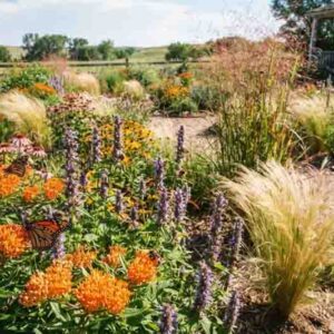 native garden, prairie garden, milkweed, asclepias, hyssop, agastache, stipa, switchgrass