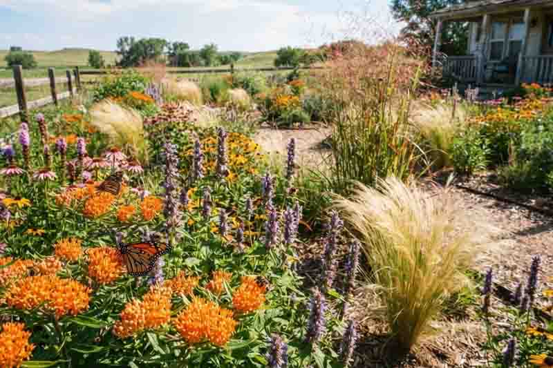 native garden, prairie garden, milkweed, asclepias, hyssop, agastache, stipa, switchgrass