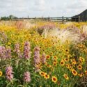 Texas Meadow Glow Border With Coreopsis, Lemon Beebalm, and Native Grasses