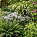Shrub garden with American beautyberry (Callicarpa americana) , River oats (Chasmanthium latifolium), Virginia sweetspire (Itea virginica), Christmas fern (Polystichum acrostichoides), Woodland phlox (Phlox divaricata)