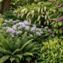 Shrub garden with American beautyberry (Callicarpa americana) , River oats (Chasmanthium latifolium), Virginia sweetspire (Itea virginica), Christmas fern (Polystichum acrostichoides), Woodland phlox (Phlox divaricata)