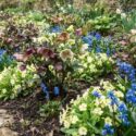 Hellebore, Primrose, Siberian Squill, Helleborus x hybridus, Primula vulgaris and Scilla sibirica