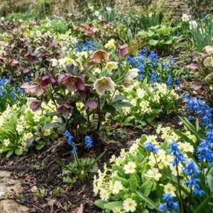 Hellebore, Primrose, Siberian Squill, Helleborus x hybridus, Primula vulgaris and Scilla sibirica