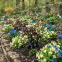 Hellebore, Primrose, Siberian Squill, Helleborus x hybridus, Primula vulgaris and Scilla sibirica