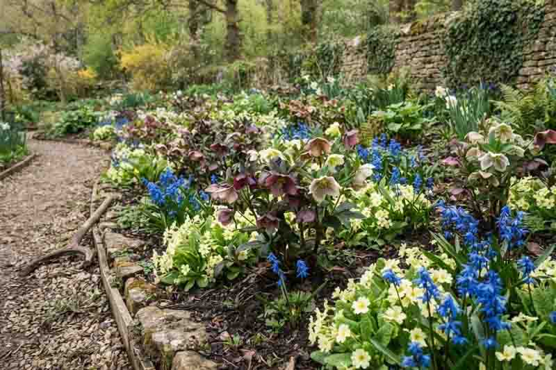 Hellebore, Primrose, Siberian Squill, Helleborus x hybridus, Primula vulgaris and Scilla sibirica