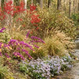 Bird-Friendly Creekside – Deciduous Holly & Dogwood Conditions: Full sun–part shade, heavier soils that stay moist but not swampy Shrub anchor: Deciduous holly / possumhaw (Ilex decidua) – loves creek bottoms and wetter spots. Companions: Roughleaf dogwood (Cornus drummondii) – thicket-forming, good with periodic flooding. American beautyberry (Callicarpa americana) – tolerates heavier soils; good in part shade. Switchgrass (Panicum virgatum) – adaptable warm season grass for stabilizing banks. Blue mistflower (Conoclinium coelestinum) – late-season nectar near the water’s edge. Design idea: Create a layered wildlife corridor along a drainage swale or creek. Plant possumhaw and dogwood toward the back, beautyberry mid layer, and switchgrass and mistflower nearest the waterline.
