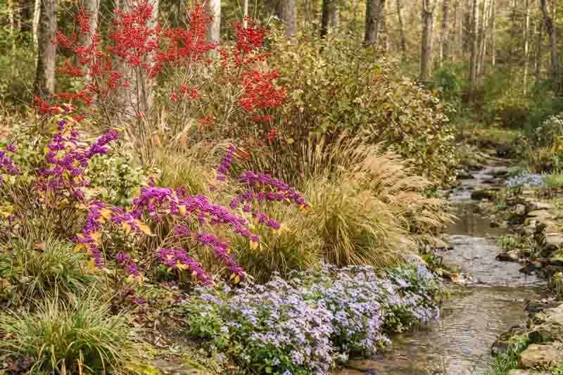 Bird-Friendly Creekside – Deciduous Holly & Dogwood Conditions: Full sun–part shade, heavier soils that stay moist but not swampy Shrub anchor: Deciduous holly / possumhaw (Ilex decidua) – loves creek bottoms and wetter spots. Companions: Roughleaf dogwood (Cornus drummondii) – thicket-forming, good with periodic flooding. American beautyberry (Callicarpa americana) – tolerates heavier soils; good in part shade. Switchgrass (Panicum virgatum) – adaptable warm season grass for stabilizing banks. Blue mistflower (Conoclinium coelestinum) – late-season nectar near the water’s edge. Design idea: Create a layered wildlife corridor along a drainage swale or creek. Plant possumhaw and dogwood toward the back, beautyberry mid layer, and switchgrass and mistflower nearest the waterline.