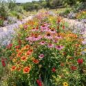 A vibrant wildflower border with coneflower, Indian blanket, mistflower, and autumn sage. Easy, drought-tolerant, and full of pollinators.