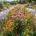 A vibrant wildflower border with coneflower, Indian blanket, mistflower, and autumn sage. Easy, drought-tolerant, and full of pollinators.