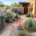 Desert Courtyard Border with Texas Sage & Apache Plume