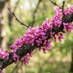Texas Redbud, Oklahoma Redbud, Texas Redbud Tree, Cercis reniformis, Cercis nitida, Cercis texensis