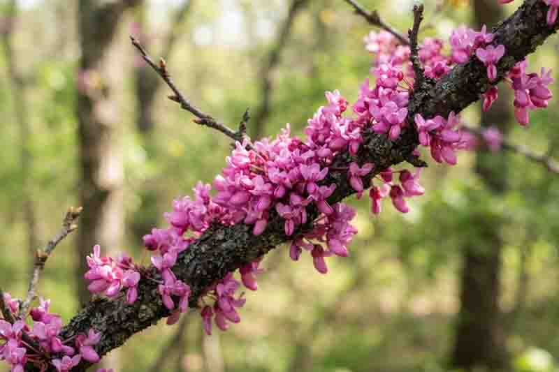 Texas Redbud, Oklahoma Redbud, Texas Redbud Tree, Cercis reniformis, Cercis nitida, Cercis texensis