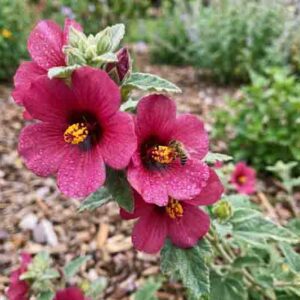 Rock Rose, Rose Pavonia, Rose Mallow, Texas Swampmallow, Texas Rockrose, Wright’s Pavonia, Pavonia Mallow, Rock Rose Mallow, Pavonia wrightii.
