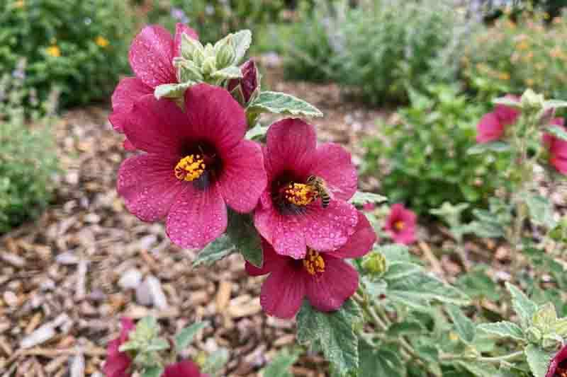 Pavonia lasiopetala Texas rock rose with pink hibiscus like flowers