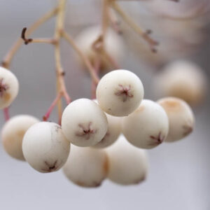 White Berries. The white berries of the sorbus cashmiriana tree or mountain ash, close up and with a short depth of field. As autumn comes to an end the berries slowly fall off the branches.