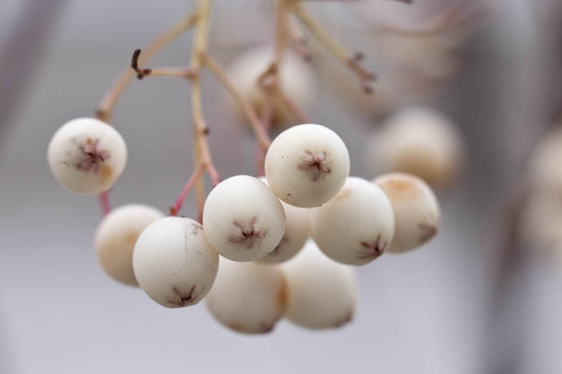 White Berries. The white berries of the sorbus cashmiriana tree or mountain ash, close up and with a short depth of field. As autumn comes to an end the berries slowly fall off the branches.