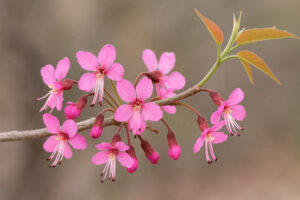 Ungnadia speciosa, Mexican buckeye shrub or small tree with pink flowers