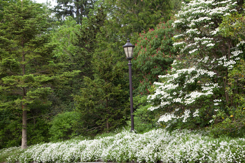 Low growing Deutzia gracilis ‘Nikko’