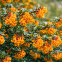 Darwin’s Barberry, Darwin Barberry, Darwin’s Berberis, Barberry