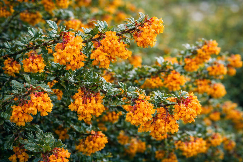 Berberis darwinii shrub