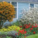 Berberis darwinii, white Magnolia stellata, yellow Euonymus fortunei, Lavandula
