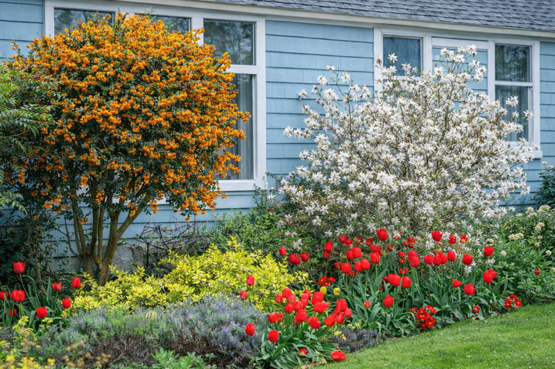 Berberis darwinii, white Magnolia stellata, yellow Euonymus fortunei, Lavandula