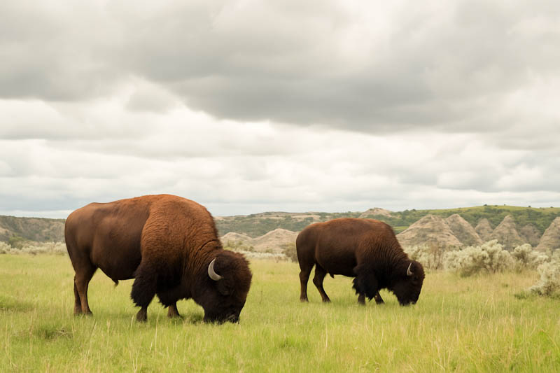 Bisons eating in the Badlands of North Dakota