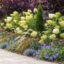 Thuja occidentalis Degroot's Spire, Cotinus coggygria 'Royal Purple', Carex comans 'Bronze-Leaved', Festuca glauca 'Blaufuchs', Geranium 'Rozanne', Hydrangea paniculata 'Limelight', Pennisetum orientale