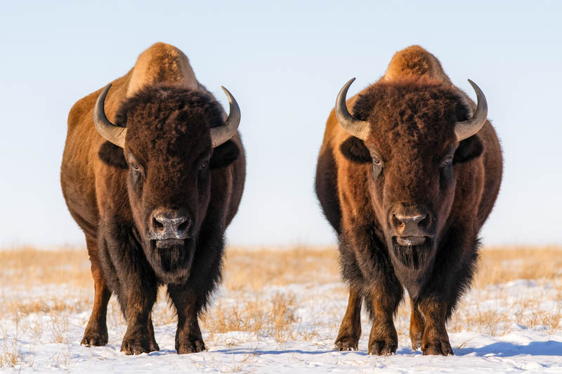 2 male bisons in prairie covered with snow - Kansas