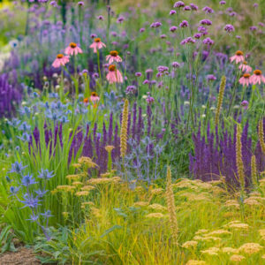 Verbena: Vibrant blooms that last all season!