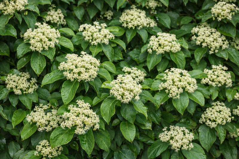 Cowitch Vine, Climbing Hydrangea, Woodvamp, Decumaria barbara