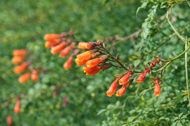 Chilean Glory Flower, Chilean Glory Creeper, Chilean Glory Vine, Glory Flower, Glory Vine, Beauty Vine, Chupa‑chupa, Lorito, Voqui, Eccremocarpus scaber