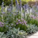 Echium plantagineum Stachys byzantina Veronica gentianoides, chives and Borago