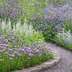 Echium plantagineum Stachys byzantina Veronica gentianoides, chives and Borago