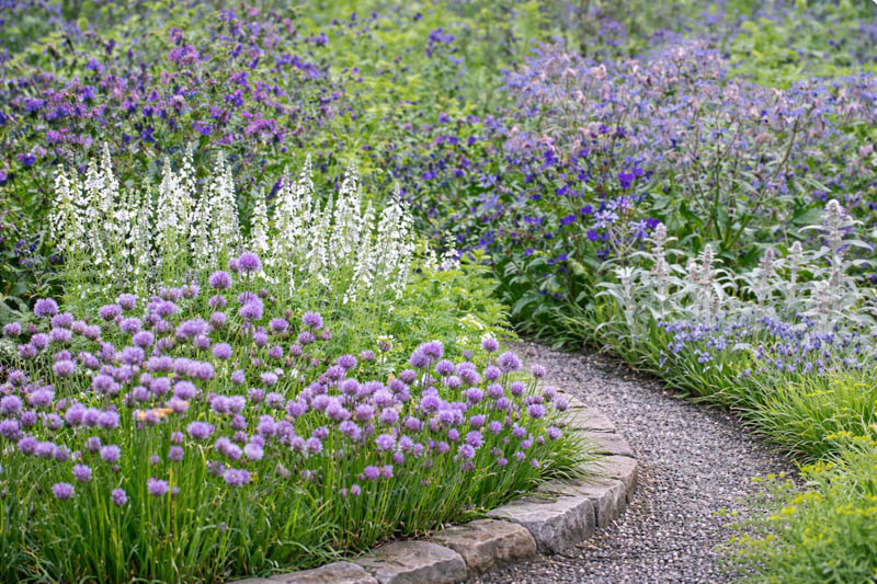 Echium plantagineum Stachys byzantina Veronica gentianoides, chives and Borago