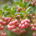 Enkianthus campanulatus, Redvein Enkianthus, Hardy Shrub with Fall Color