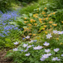 Epimedium Amber Queen in a woodland border with Anemone nemorosa Robinsoniana and myosotis