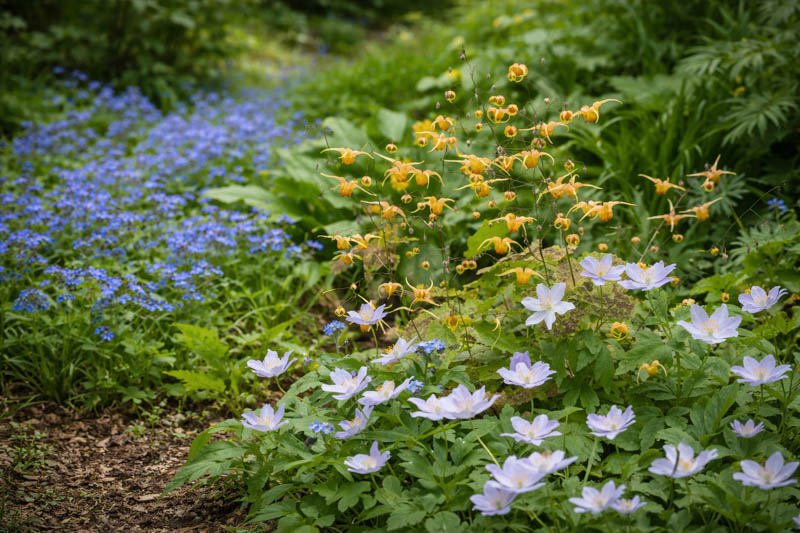 Epimedium Amber Queen in a woodland border with Anemone nemorosa Robinsoniana and myosotis