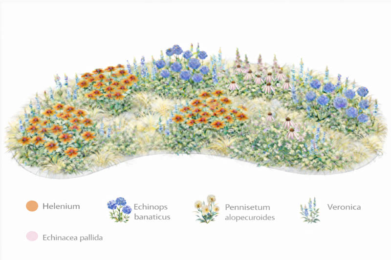 Helenium, Echinops, Echinacea, Pennisetum, Veronica