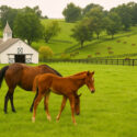 Kentucky landscape with horses