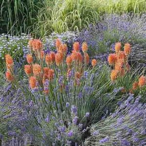 Kniphofia and english lavender in a garden, hardy shrubs
