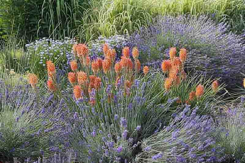 Kniphofia and english lavender in a garden, hardy shrubs