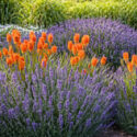 Kniphofia and english lavender in a garden, hardy shrubs