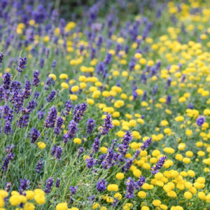 Lavandula and santolina in the garden, lavender and santolina