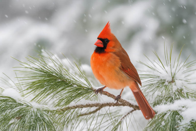 Male northern cardinal bird on pine branch in snow