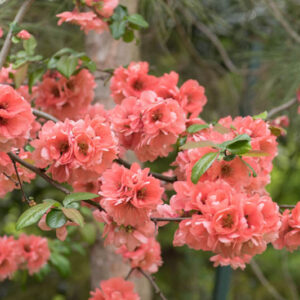 Chaenomeles speciosa 'Falconnet Charlet', cognassier à fleurs, rose