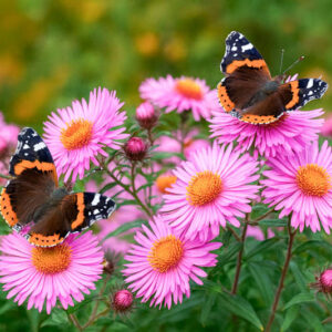 Red Amiral butterflies pollinating aster flowers